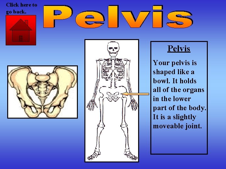 Click here to go back. Pelvis Your pelvis is shaped like a bowl. It