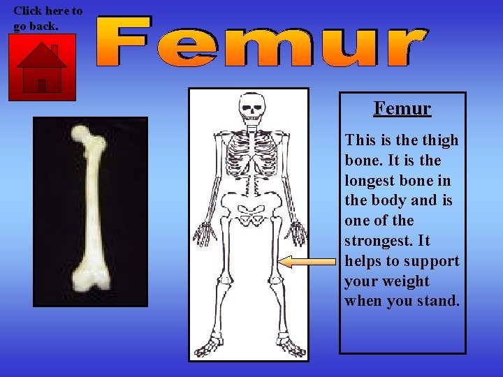 Click here to go back. Femur This is the thigh bone. It is the