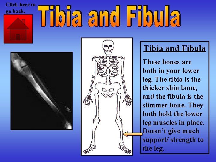 Click here to go back. Tibia and Fibula These bones are both in your