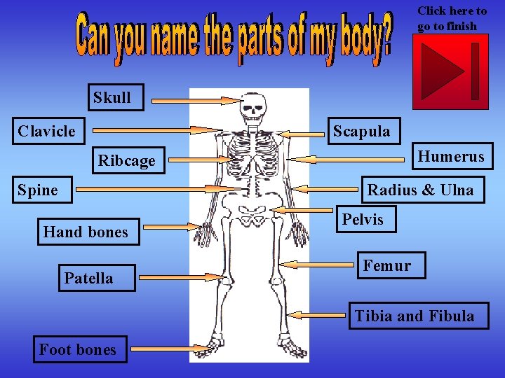 Click here to go to finish Skull Clavicle Scapula Humerus Ribcage Spine Radius &