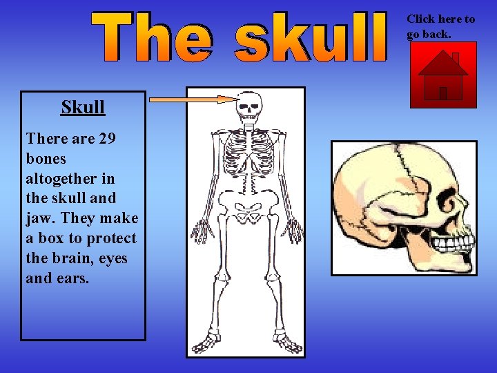 Click here to go back. Skull There are 29 bones altogether in the skull