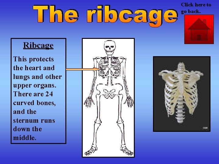 Click here to go back. Ribcage This protects the heart and lungs and other