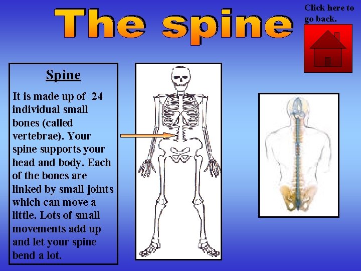 Click here to go back. Spine It is made up of 24 individual small