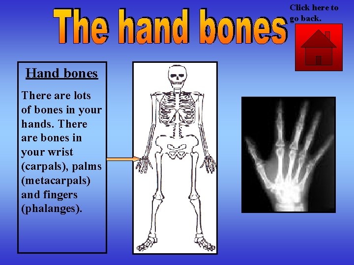 Click here to go back. Hand bones There are lots of bones in your