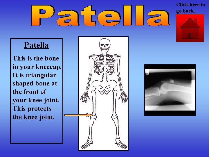 Click here to go back. Patella This is the bone in your kneecap. It