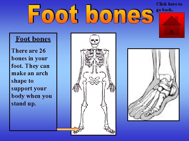 Click here to go back. Foot bones There are 26 bones in your foot.