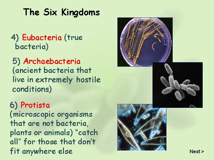 The Six Kingdoms 4) Eubacteria (true bacteria) 5) Archaebacteria (ancient bacteria that live in