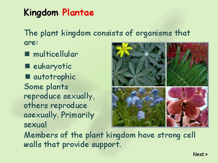 Kingdom Plantae The plant kingdom consists of organisms that are: n multicellular n eukaryotic