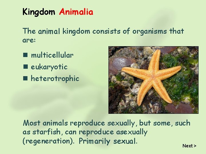 Kingdom Animalia The animal kingdom consists of organisms that are: n multicellular n eukaryotic