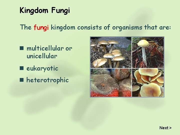 Kingdom Fungi The fungi kingdom consists of organisms that are: n multicellular or unicellular