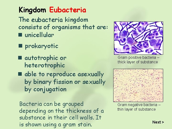 Kingdom Eubacteria The eubacteria kingdom consists of organisms that are: n unicellular n prokaryotic