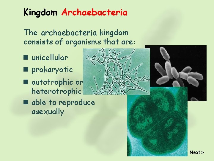 Kingdom Archaebacteria The archaebacteria kingdom consists of organisms that are: n unicellular n prokaryotic