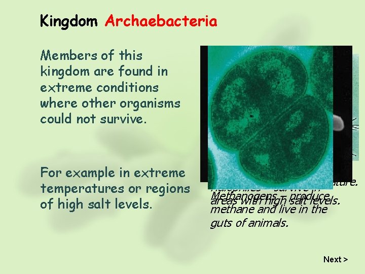 Kingdom Archaebacteria Members of this kingdom are found in extreme conditions where other organisms