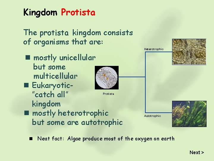 Kingdom Protista The protista kingdom consists of organisms that are: Heterotrophic n mostly unicellular