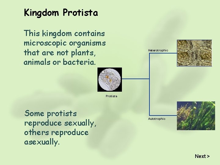 Kingdom Protista This kingdom contains microscopic organisms that are not plants, animals or bacteria.