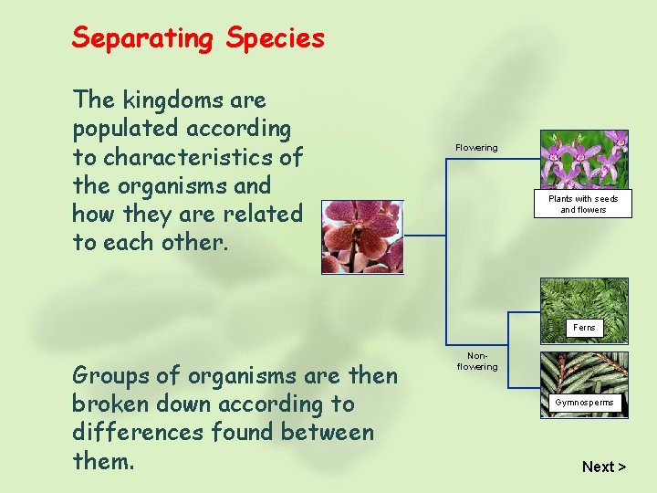 Separating Species The kingdoms are populated according to characteristics of the organisms and how