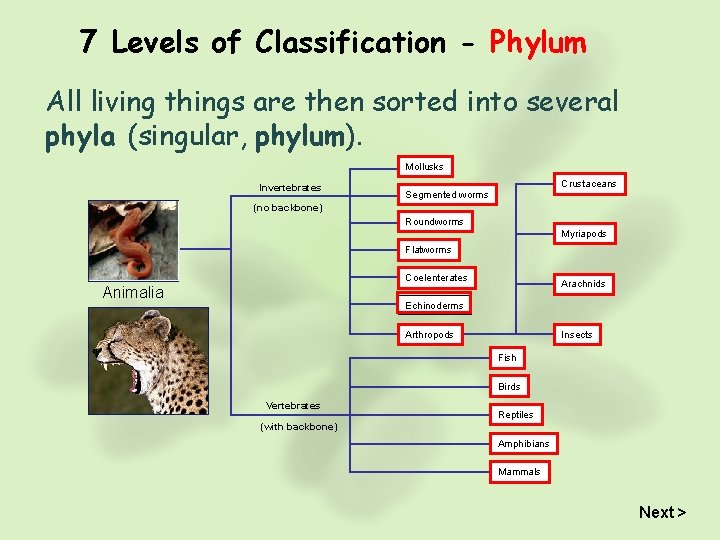 7 Levels of Classification - Phylum All living things are then sorted into several