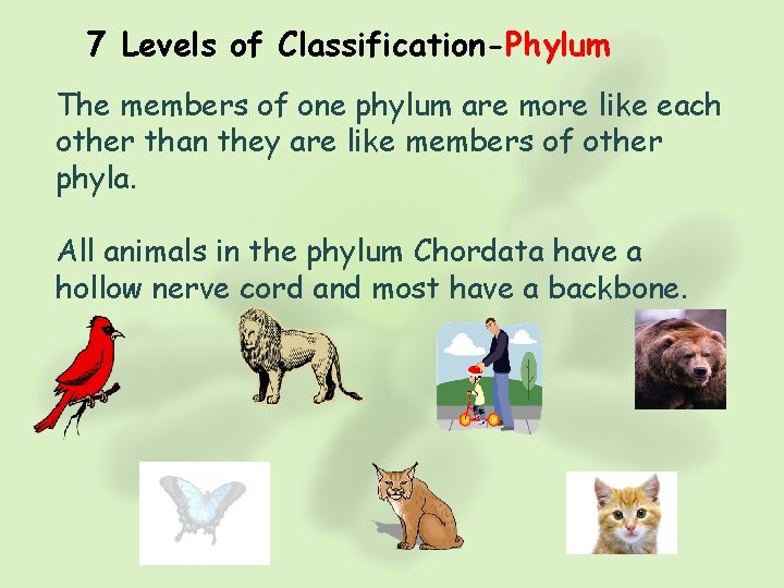 7 Levels of Classification-Phylum The members of one phylum are more like each other