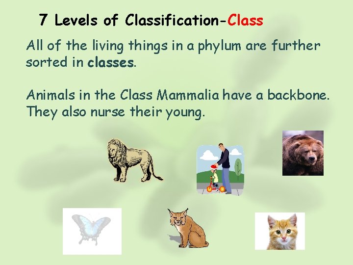 7 Levels of Classification-Class All of the living things in a phylum are further