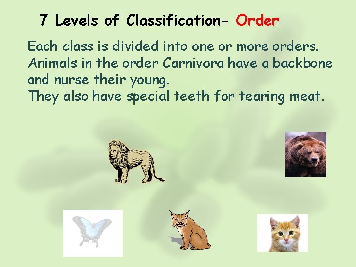 7 Levels of Classification- Order Each class is divided into one or more orders.