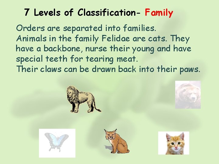 7 Levels of Classification- Family Orders are separated into families. Animals in the family