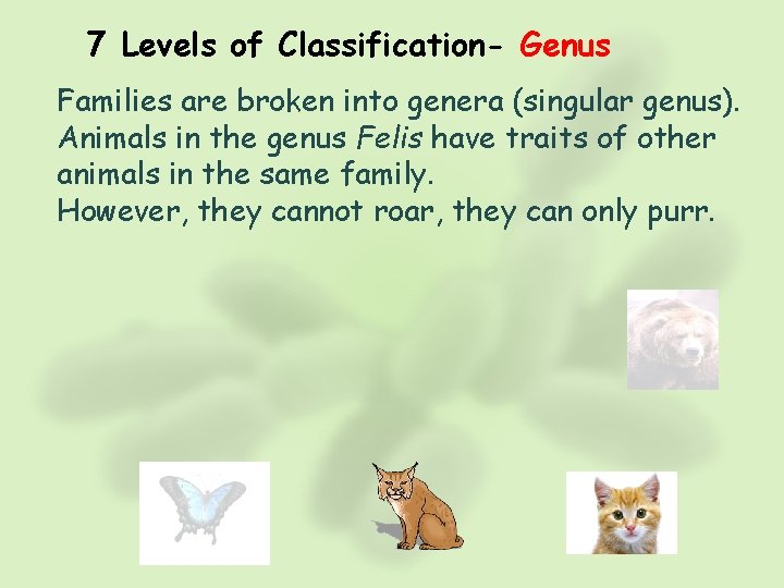 7 Levels of Classification- Genus Families are broken into genera (singular genus). Animals in