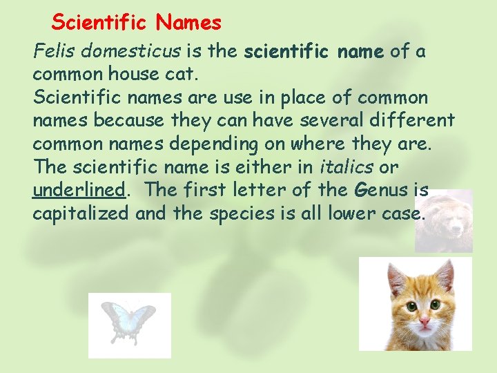 Scientific Names Felis domesticus is the scientific name of a common house cat. Scientific