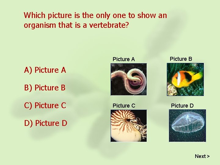 Which picture is the only one to show an organism that is a vertebrate?