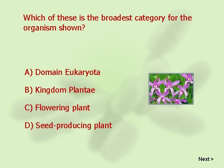 Which of these is the broadest category for the organism shown? A) Domain Eukaryota
