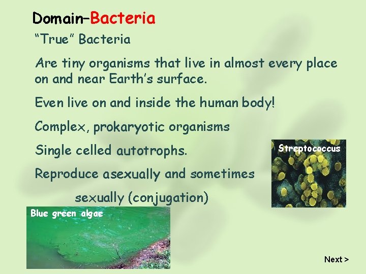 Domain–Bacteria “True” Bacteria Are tiny organisms that live in almost every place on and
