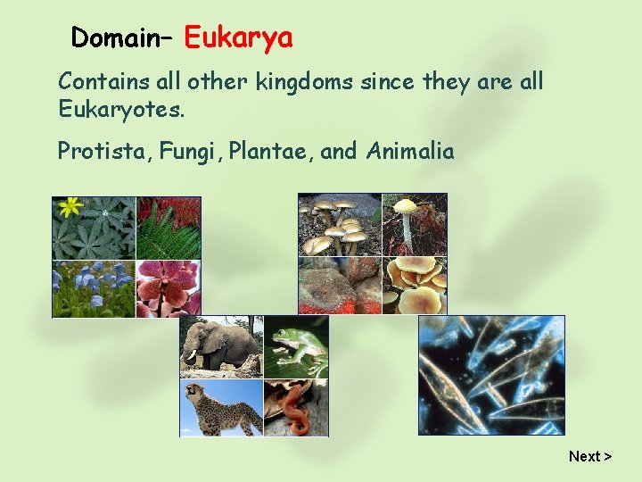 Domain– Eukarya Contains all other kingdoms since they are all Eukaryotes. Protista, Fungi, Plantae,