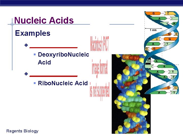 Nucleic Acids Examples u ______ § Deoxyribo. Nucleic Acid u ______ § Ribo. Nucleic