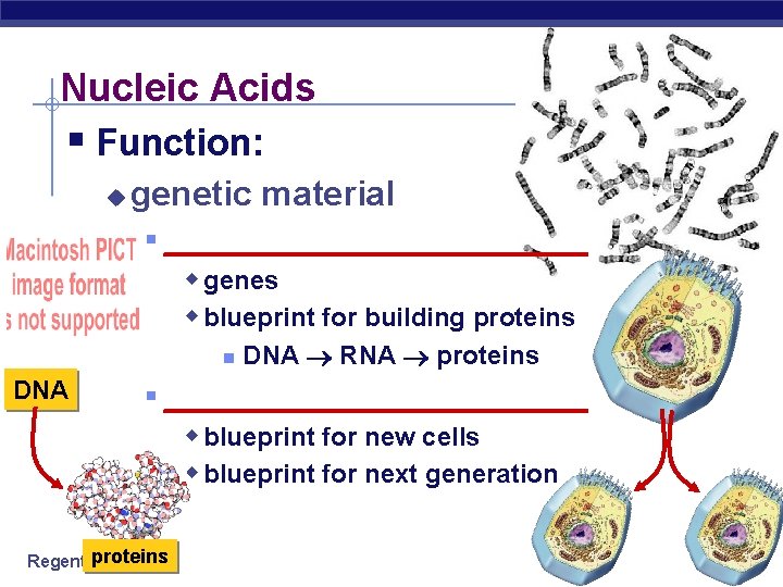 Nucleic Acids § Function: u genetic material § _____________ w genes w blueprint for