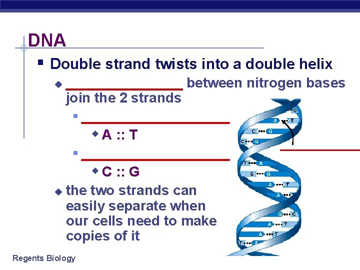 DNA § Double strand twists into a double helix ________ between nitrogen bases join