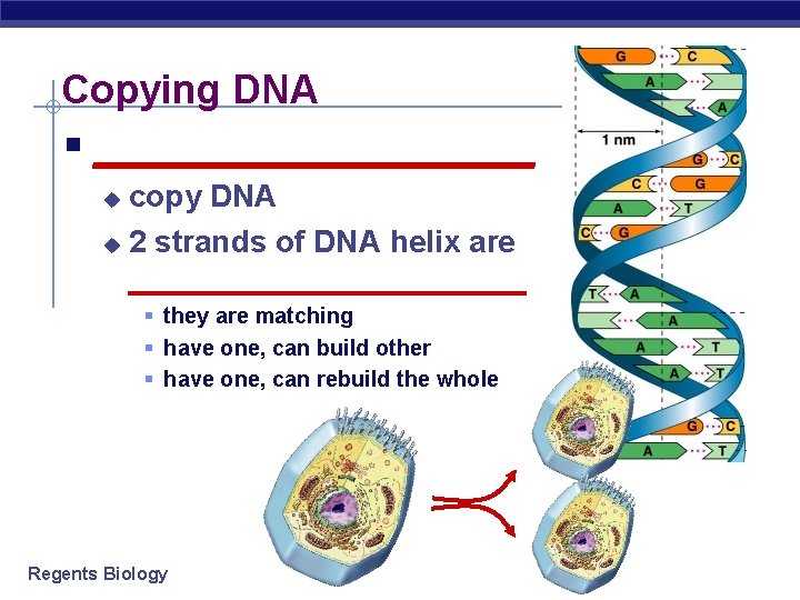 Copying DNA § ___________ copy DNA u 2 strands of DNA helix are ____________