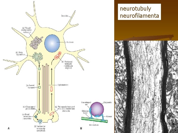 neurotubuly neurofilamenta 