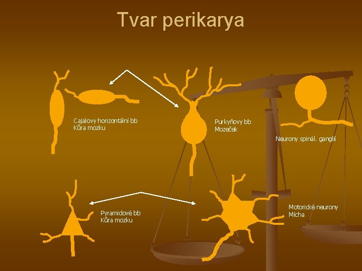 Tvar perikarya Cajalovy horizontální bb Kůra mozku Purkyňovy bb Mozeček Neurony spinál. ganglií Pyramidové