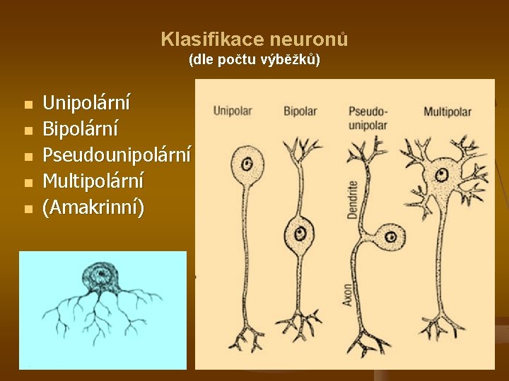 Klasifikace neuronů (dle počtu výběžků) n n n Unipolární Bipolární Pseudounipolární Multipolární (Amakrinní) 