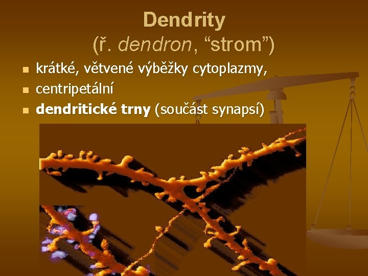 Dendrity (ř. dendron, “strom”) n n n krátké, větvené výběžky cytoplazmy, centripetální dendritické trny