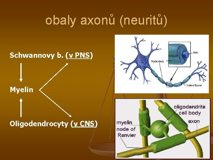 obaly axonů (neuritů) Schwannovy b. (v PNS) Myelin Oligodendrocyty (v CNS) 