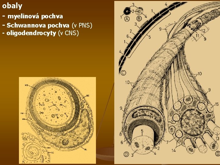 obaly - myelinová pochva - Schwannova pochva (v PNS) - oligodendrocyty (v CNS) 
