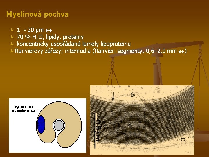 Myelinová pochva Ø 1 - 20 µm Ø 70 % H 2 O, lipidy,