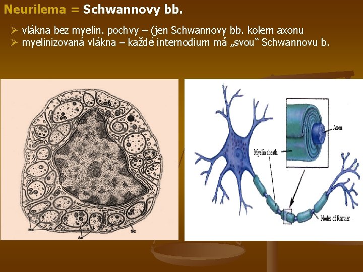 Neurilema = Schwannovy bb. Ø vlákna bez myelin. pochvy – (jen Schwannovy bb. kolem