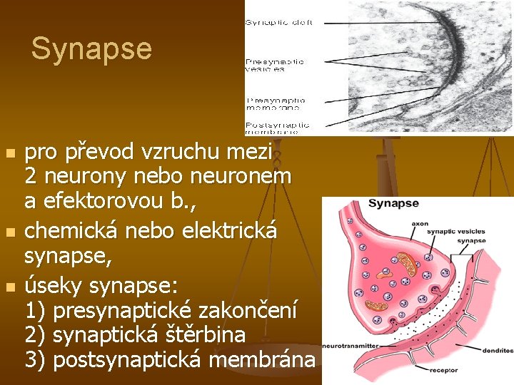 Synapse n n n pro převod vzruchu mezi 2 neurony nebo neuronem a efektorovou