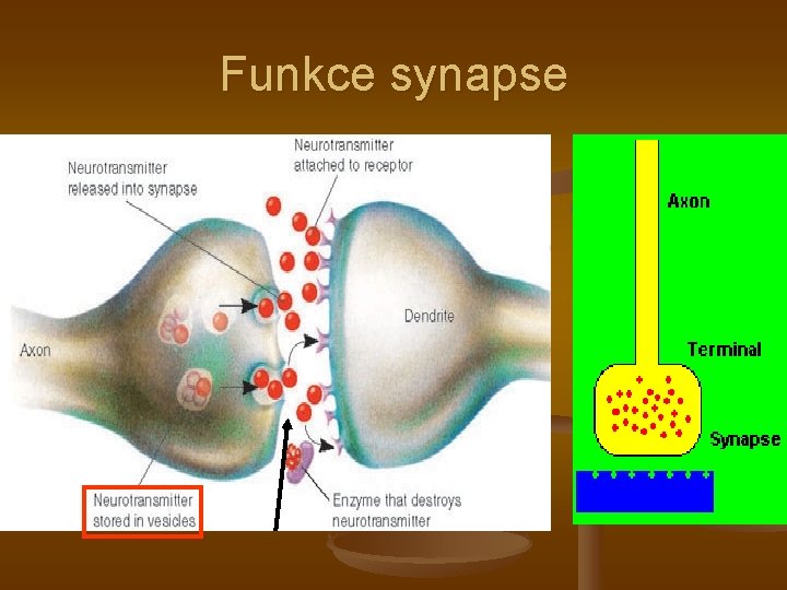 Funkce synapse 