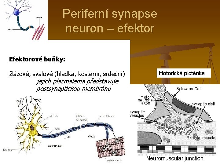 Periferní synapse neuron – efektor Efektorové buňky: žlázové, svalové (hladká, kosterní, srdeční) jejich plazmalema