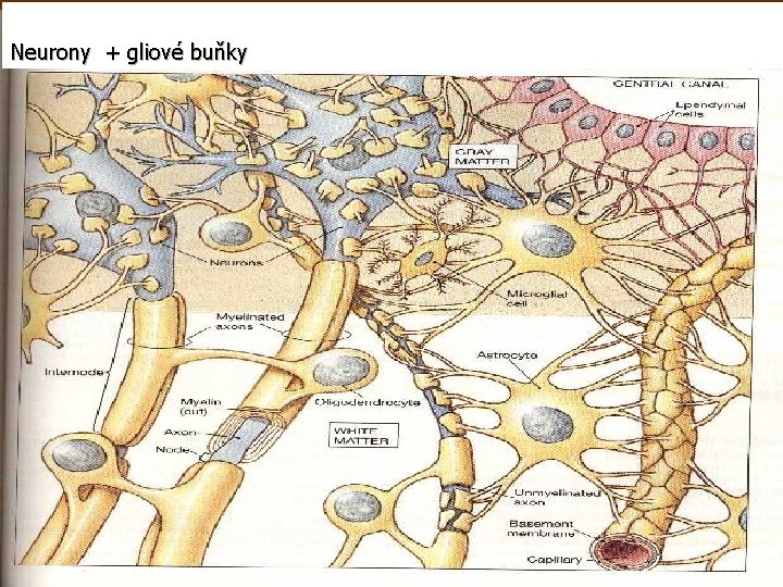 Neurony + gliové buňky 