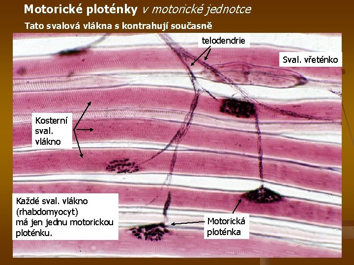 Motorické ploténky v motorické jednotce Tato svalová vlákna s kontrahují současně telodendrie Sval. vřeténko