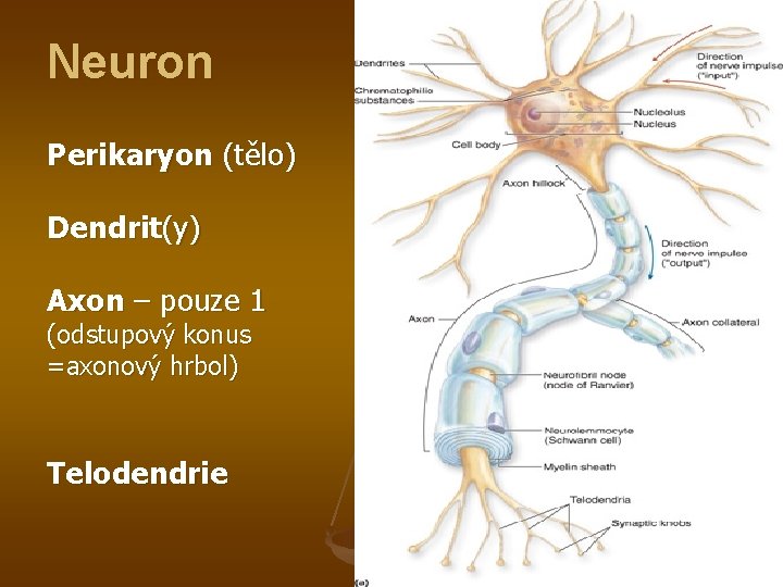 Neuron Perikaryon (tělo) Dendrit(y) Axon – pouze 1 (odstupový konus =axonový hrbol) Telodendrie 