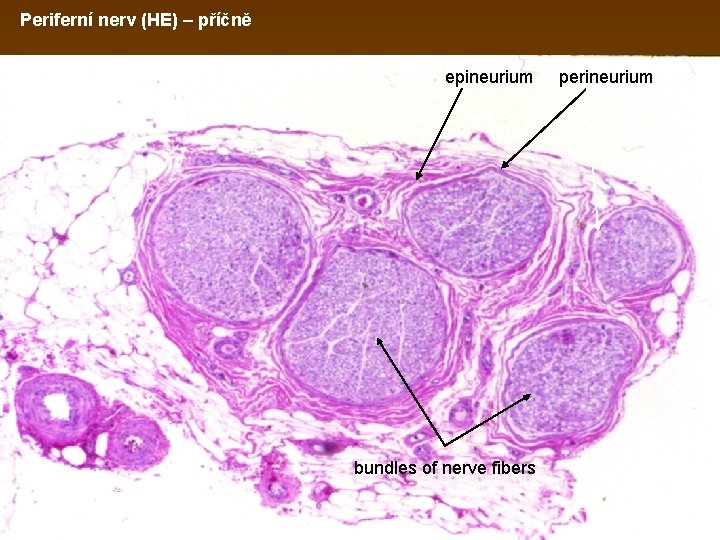 Periferní nerv (HE) – příčně epineurium adipose tissue blood vessels bundles of nerve fibers